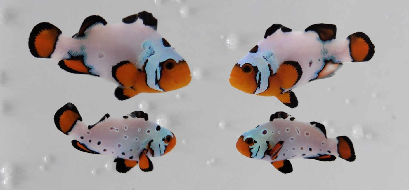 Clownfish Bonded Pair Black Ice Special/Frostbite Frozen