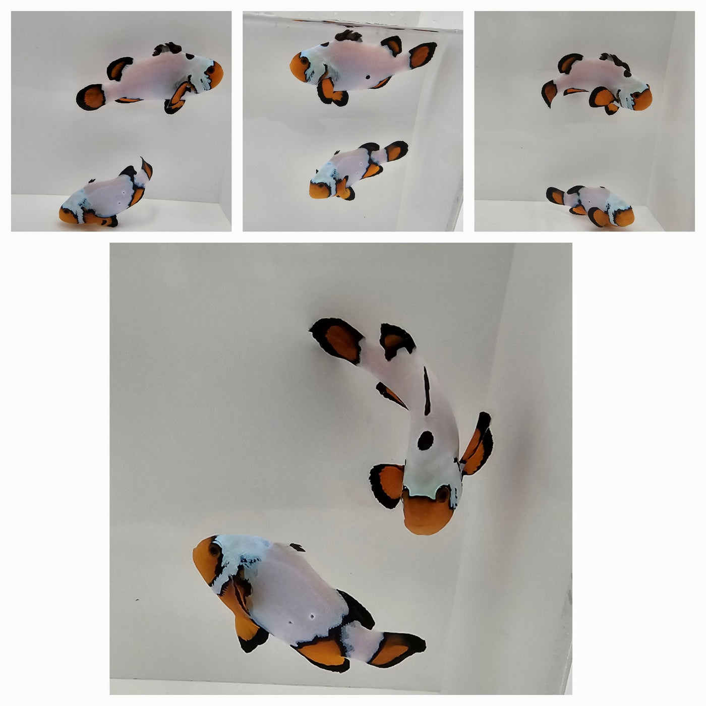 Clownfish Bonded Pair Black Ice Special