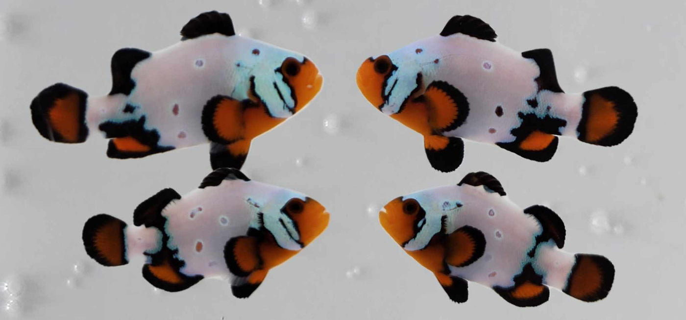 Clownfish Bonded Pair Black Ice with Bulletholes
