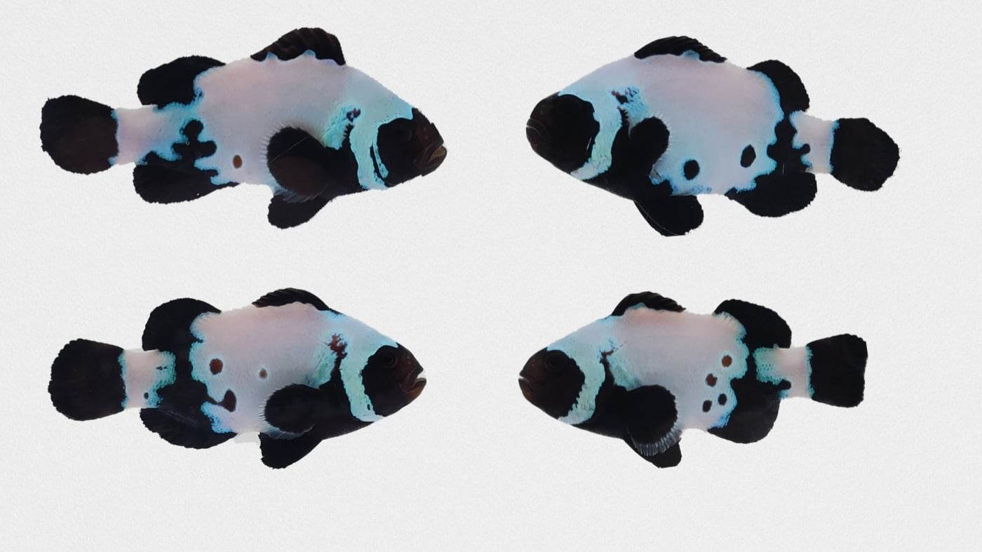 Clownfish Bonded Pair Black Snowflake Extreme