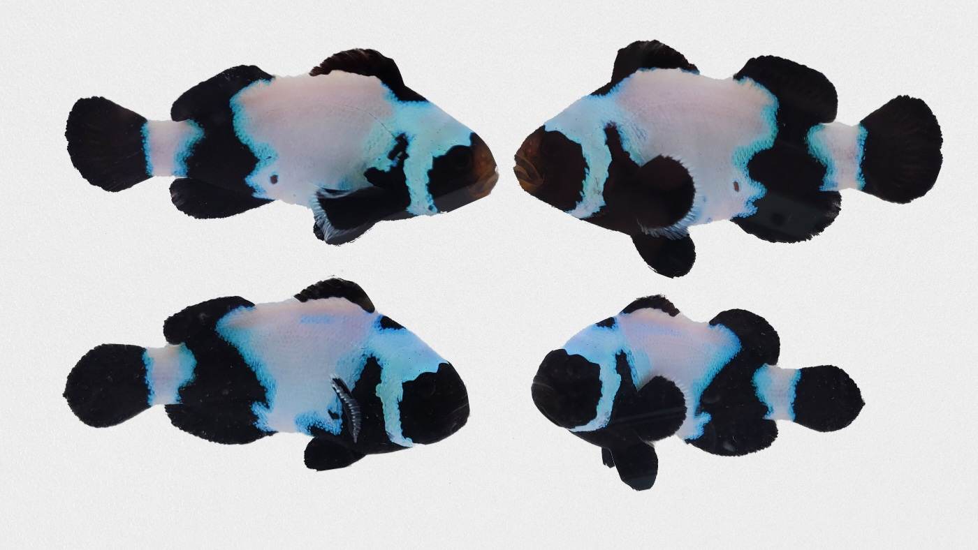 Clownfish Bonded Pair Black Snowflake Phantom