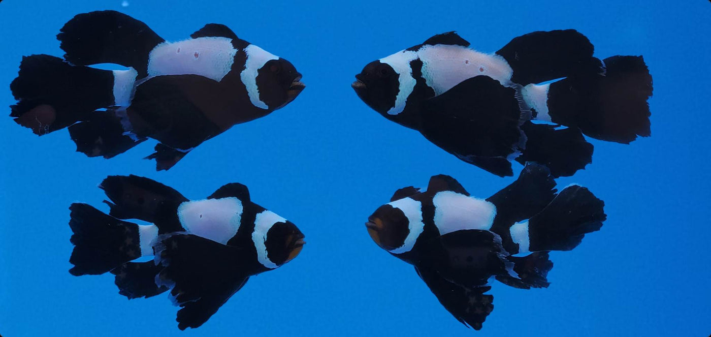 Clownfish Bonded Pair Black Snowflake Roundtail Longfin