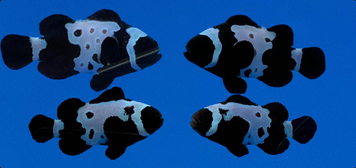 Clownfish Bonded Pair Black Snowflake with Bulletholes