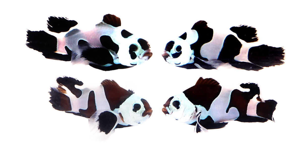 Clownfish Bonded Pair Black Storm Roundtail Longfin