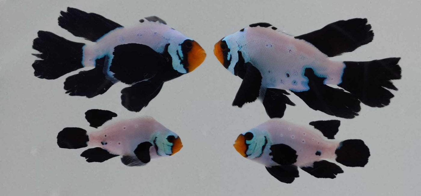 Clownfish Bonded Pair Blacker Ice Special Roundtail Longfin