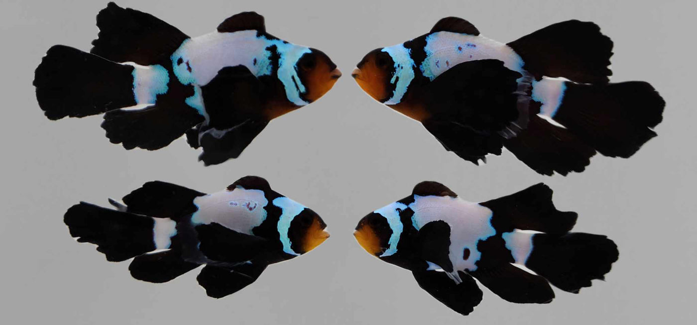 Clownfish Bonded Pair Blacker Ice Roundtail Longfin