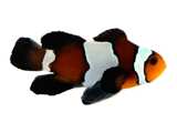 Clownfish Blacker Ice Roundtail Longfin
