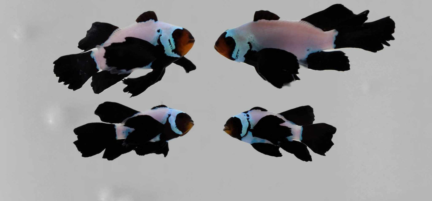 Clownfish Bonded Pair Blacker Ice Special Roundtail Longfin