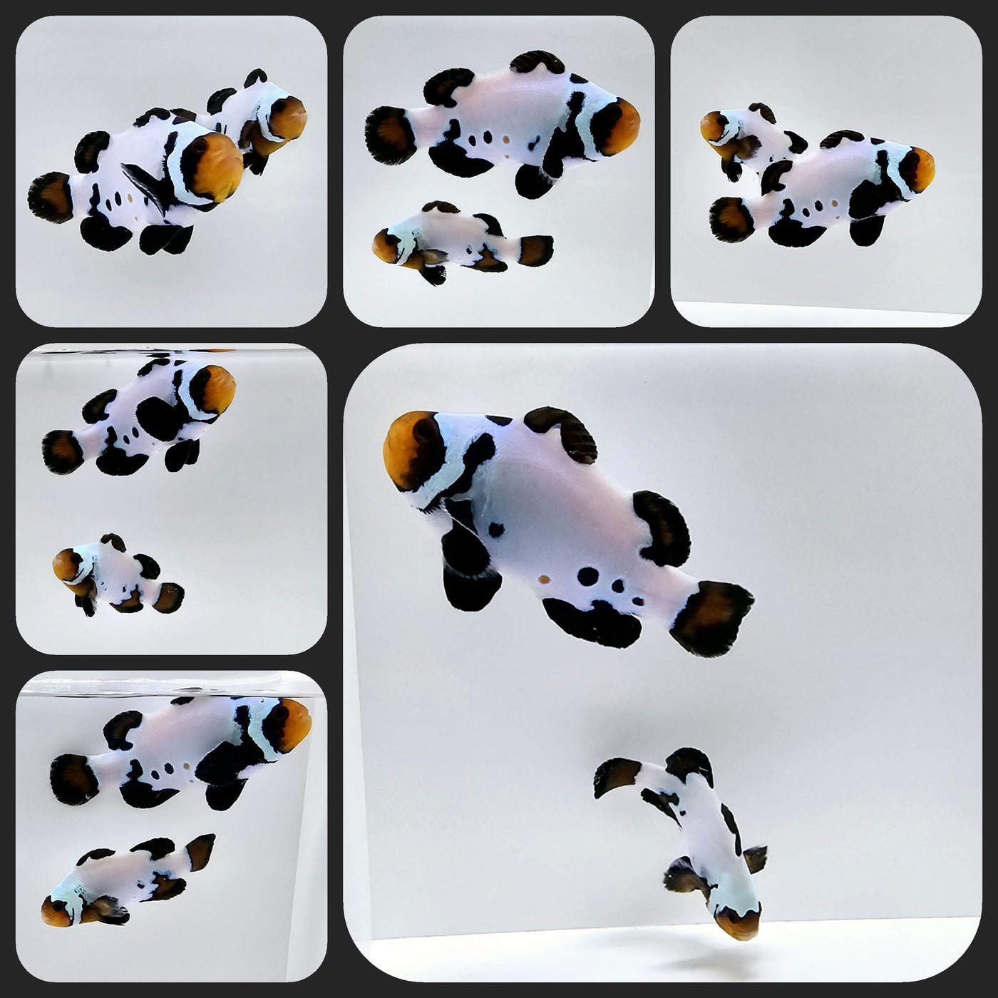 Clownfish Bonded Pair Blacker Ice Special