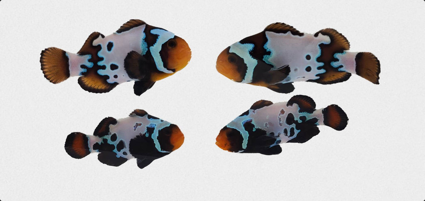 Clownfish Bonded Pair Blacker Ice with Bulletholes