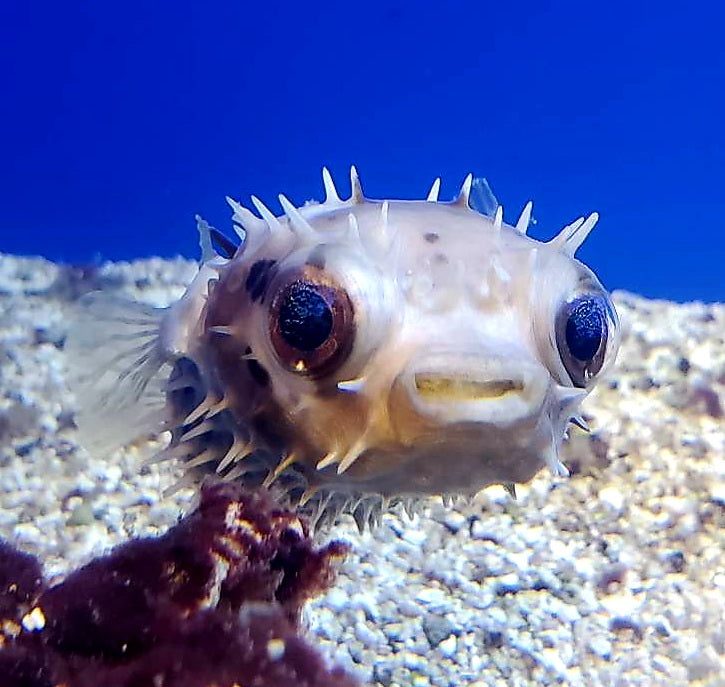 Burr Porcupine Puffer