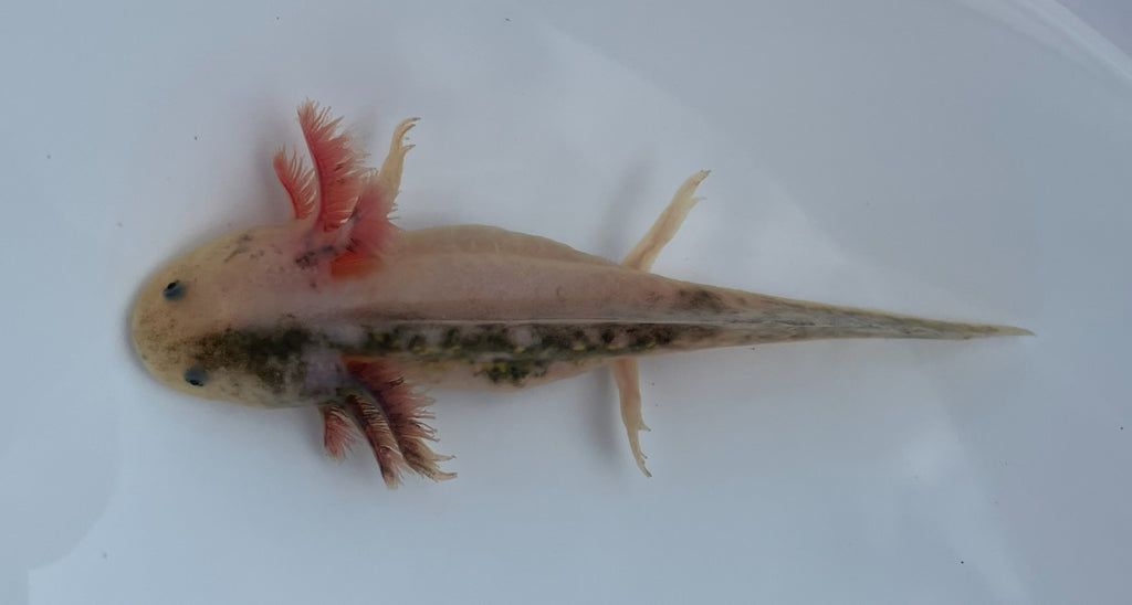 Chimera Firefly Axolotl
