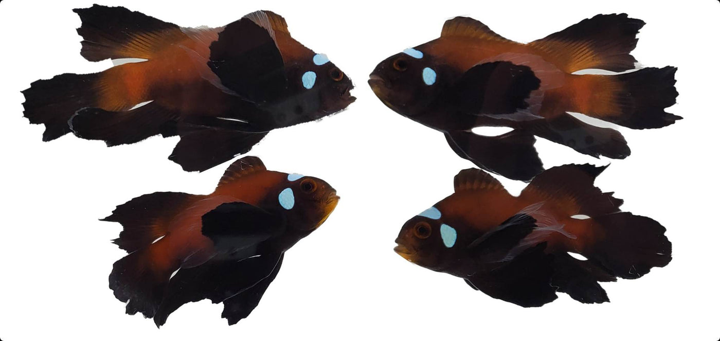 Clownfish Bonded Pair Chocolate Domino Roundtail Longfin