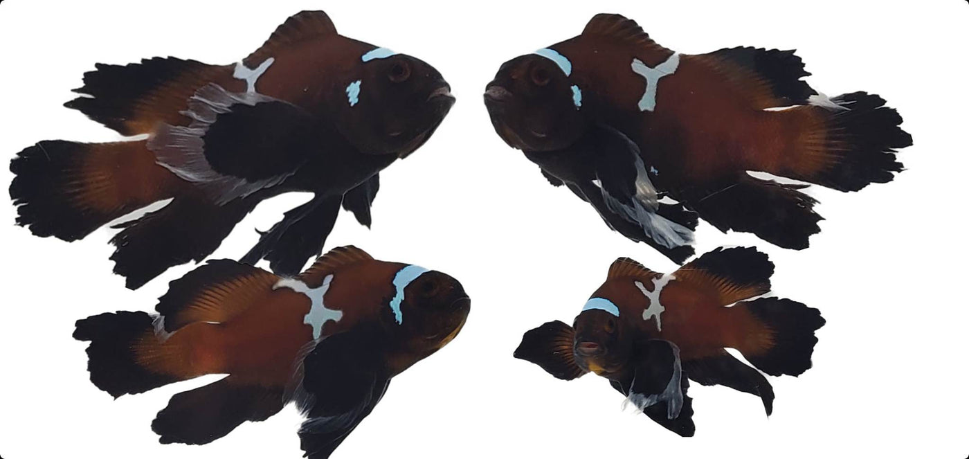 Clownfish Bonded Pair Chocolate Midnight Lightning Roundtail Longfin