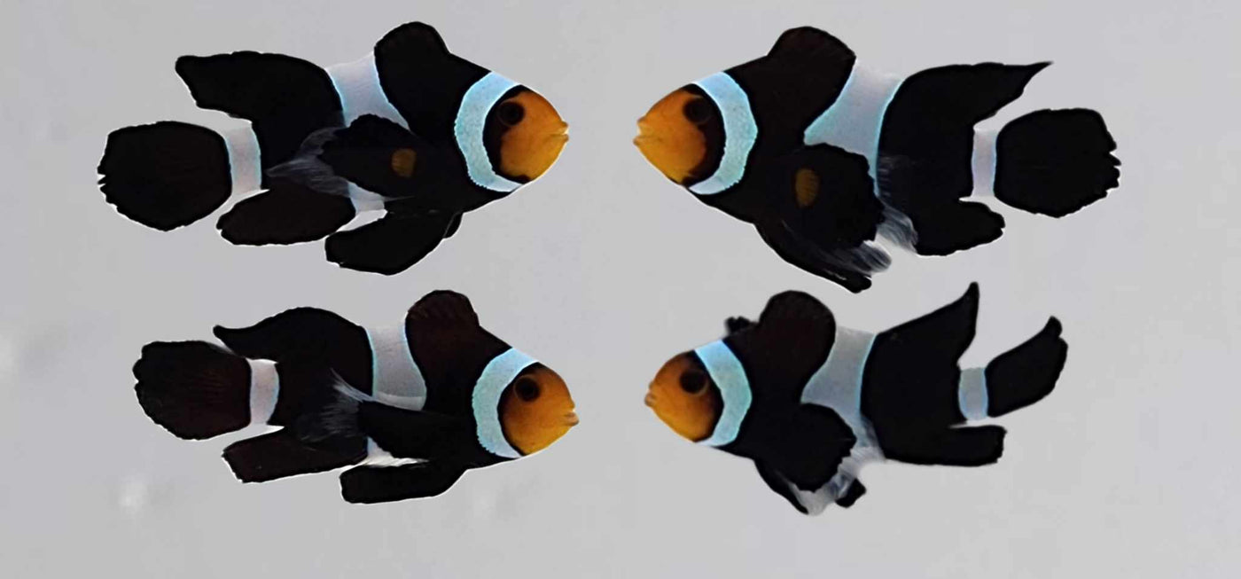 Clownfish Bonded Pair Chocolate Mocha Roundtail Longfin