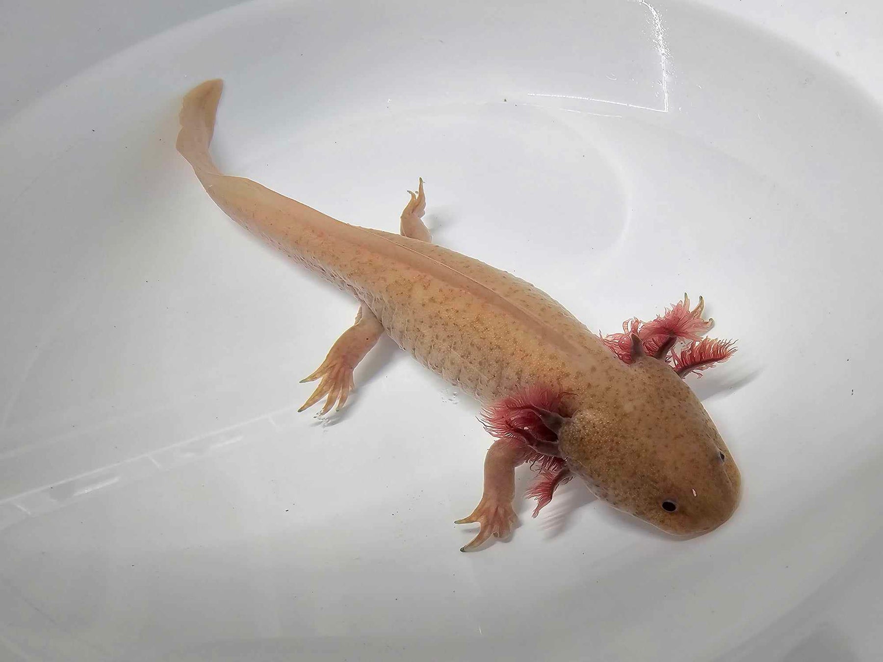Copper Melanoid Axolotl