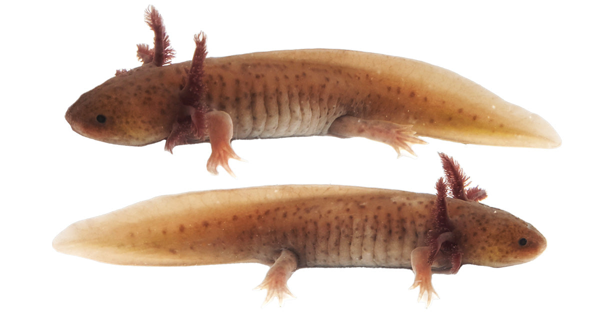 Copper Melanoid Axolotl