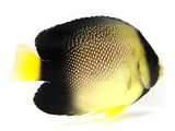 Cream Angelfish