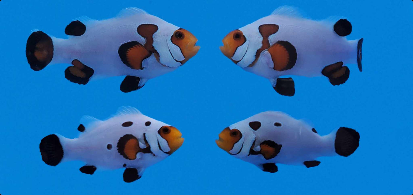 Clownfish Bonded Pair Eared Wyoming White
