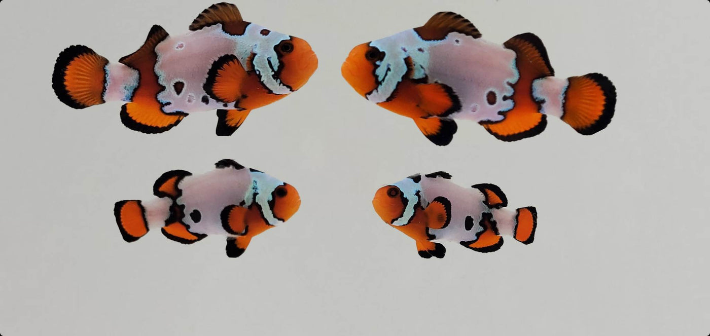Clownfish Bonded Pair Fancy Snowflake Extreme