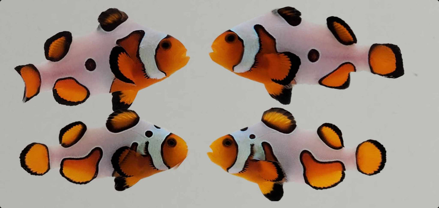 Clownfish Bonded Pair Fancy White Special