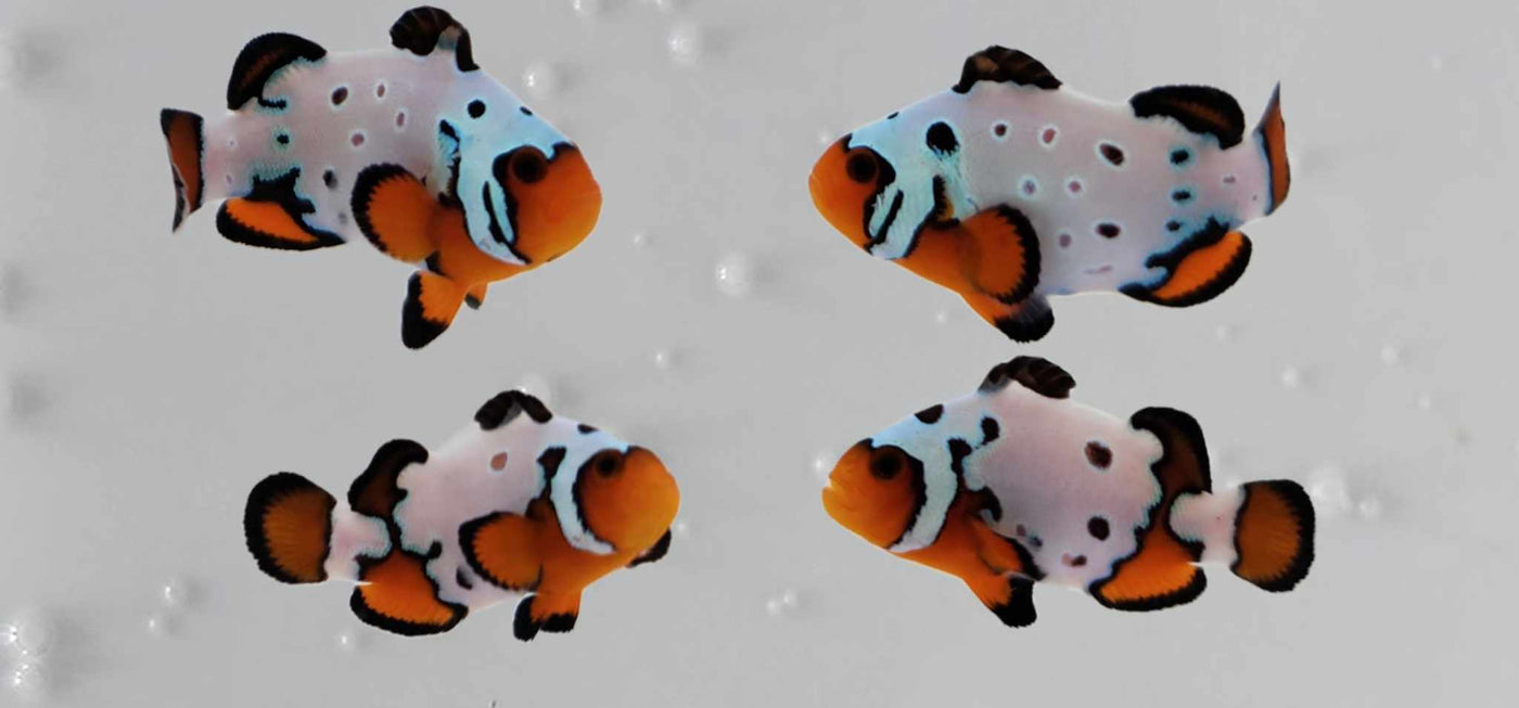 Clownfish Bonded Pair Fancy Snowflake Special/Fancy Snowflake Extreme with Bulletholes
