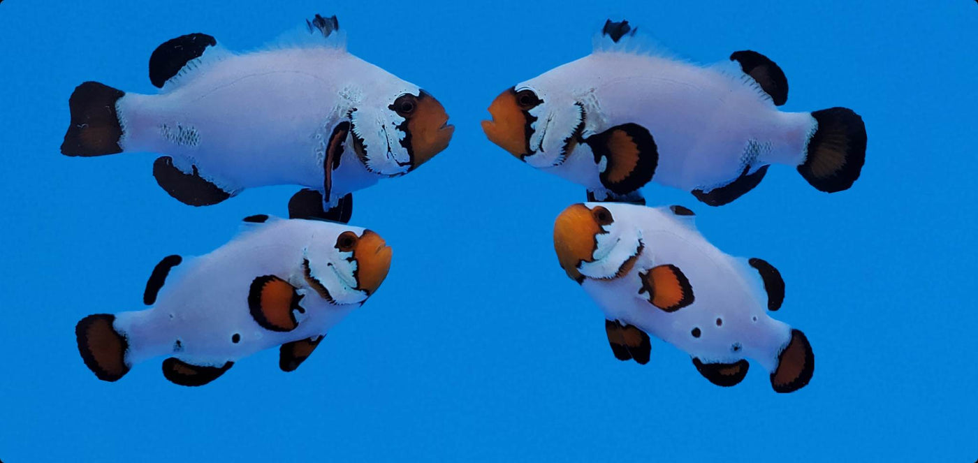 Clownfish Bonded Pair Frostbite Flurry