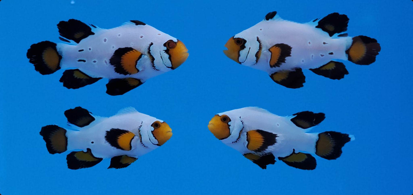 Clownfish Bonded Pair Frostbite Roundtail Longfin