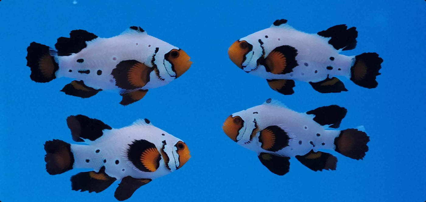Clownfish Bonded Pair Frostbite Roundtail Longfin