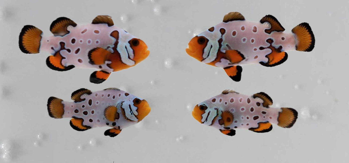 Clownfish Bonded Pair Frostbite SubZero