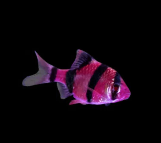 Galactic Purple GloFish Tiger Barb