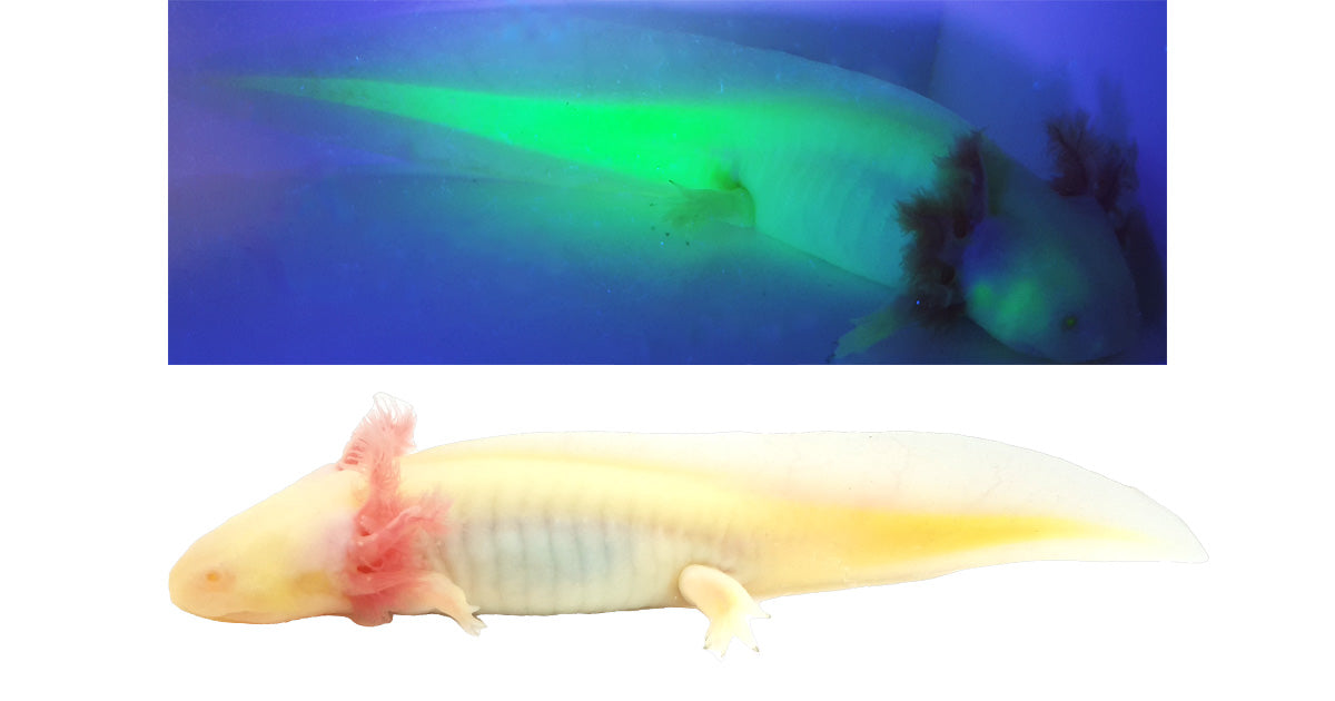 GFP Albino Axolotl