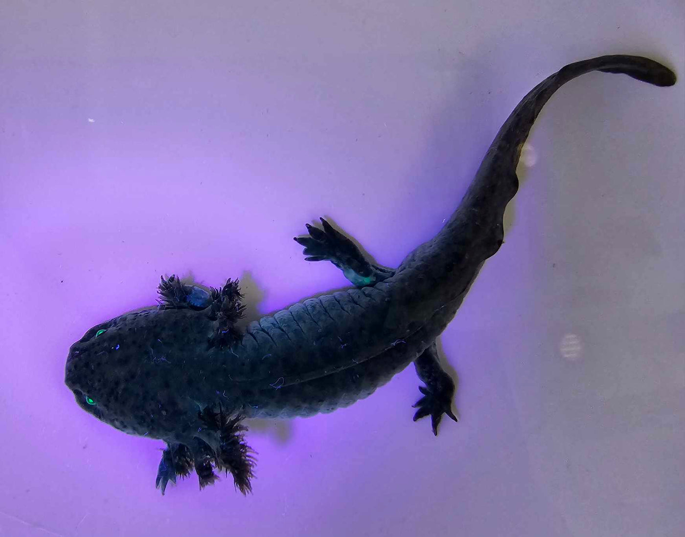 GFP Wild Axolotl