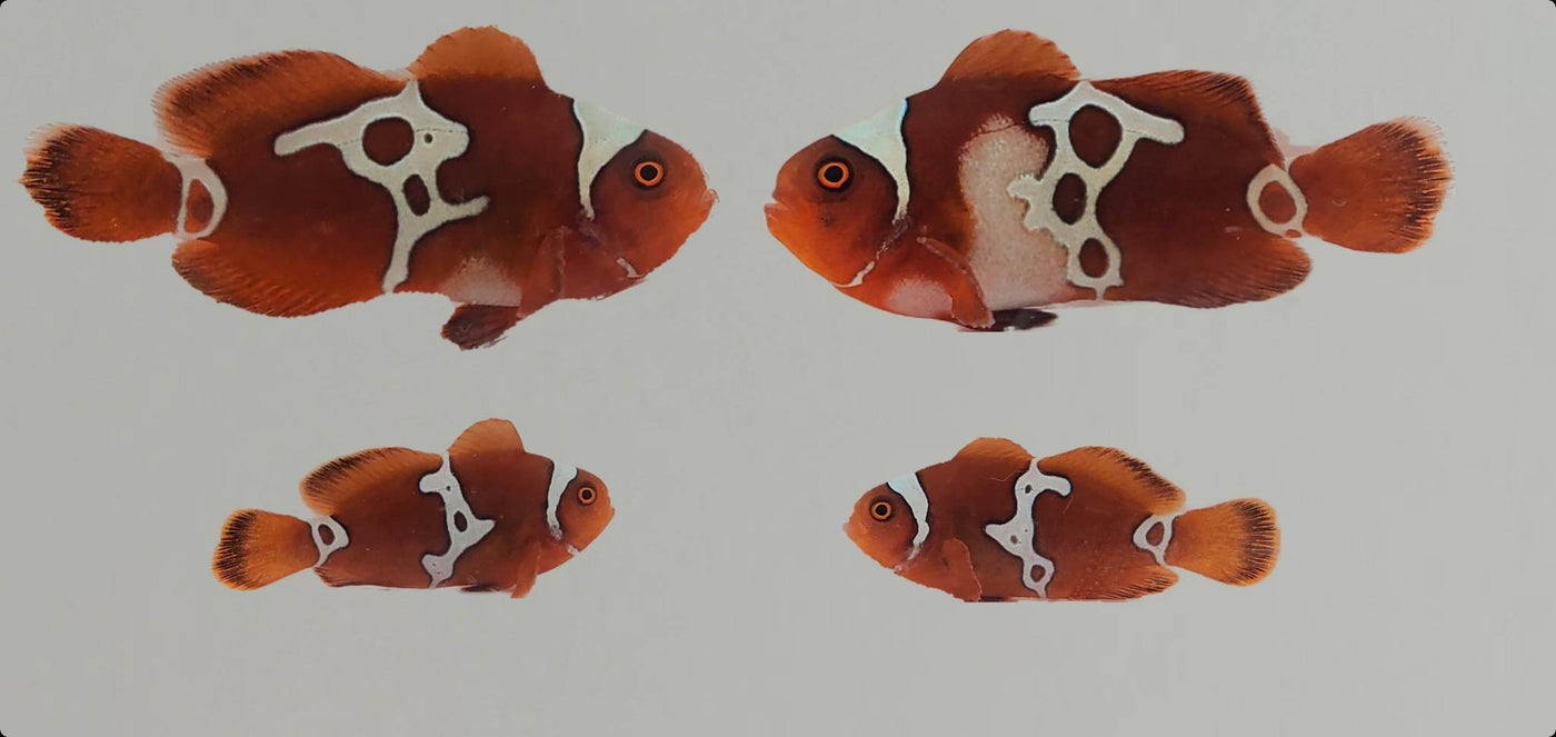 Clownfish Bonded Pair Gold Lightning Smudgy