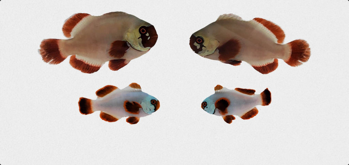 Clownfish Bonded Pair Gold Nugget Maroon