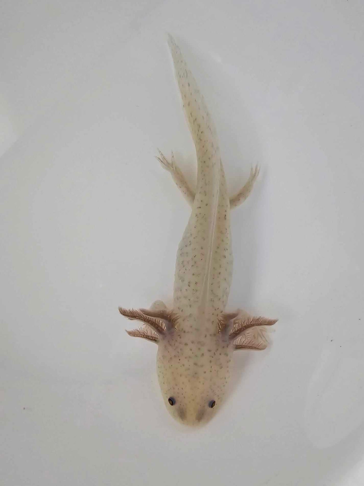 Hypomelanistic Axolotl