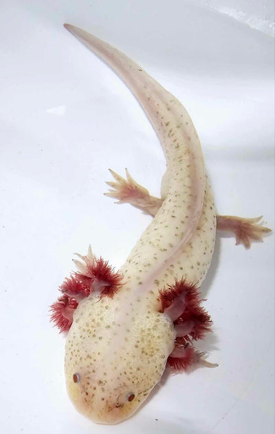 Hypomelanistic Axolotl