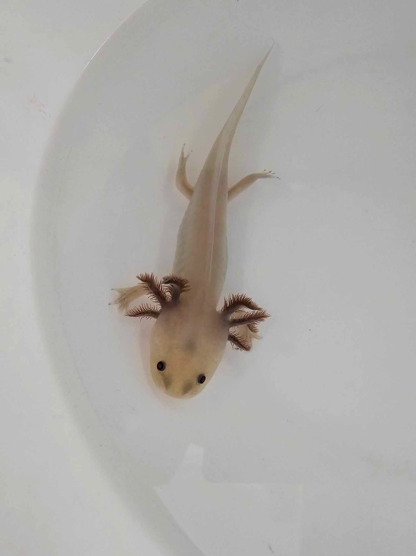 Hypomelanistic Axolotl