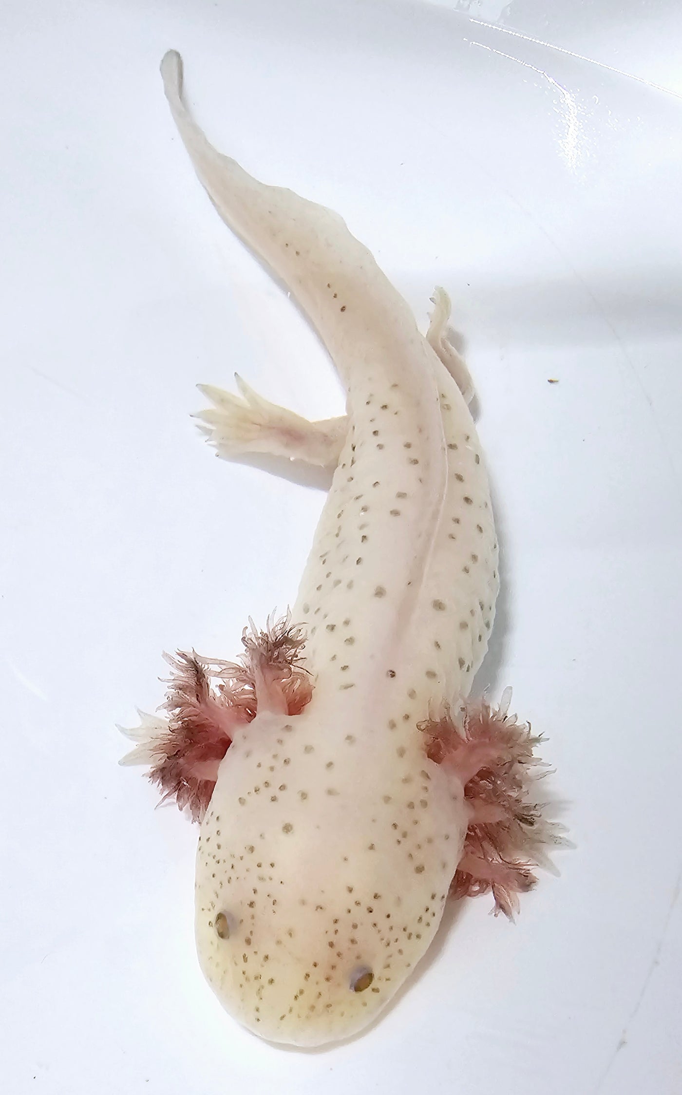 SA WYSIWYG Hypomelanistic Axolotl