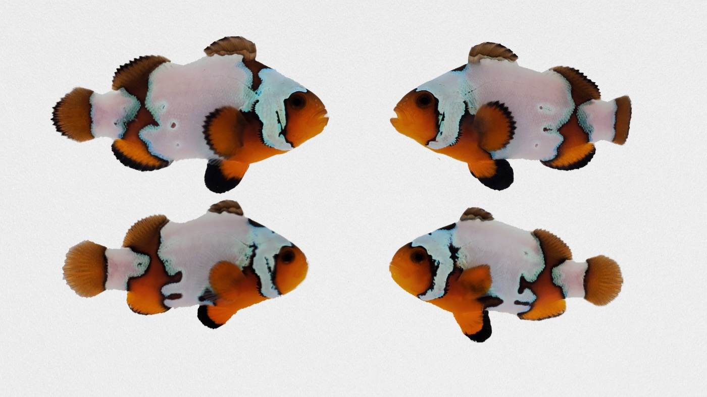 Clownfish Bonded Pair Ice Mocha Extreme
