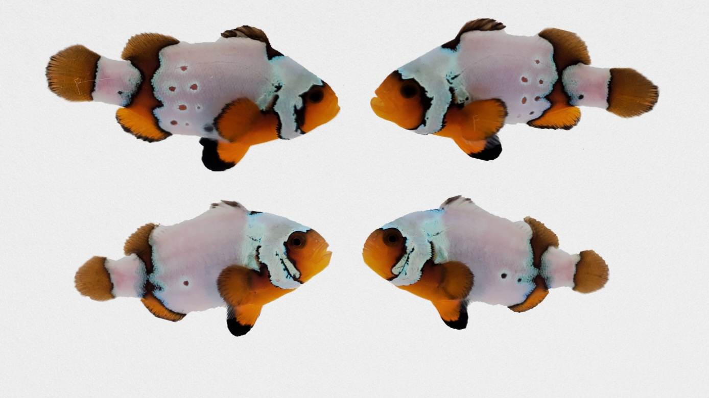 Clownfish Bonded Pair Ice Mocha