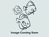 Giant Gourami Wild-Type 2.5