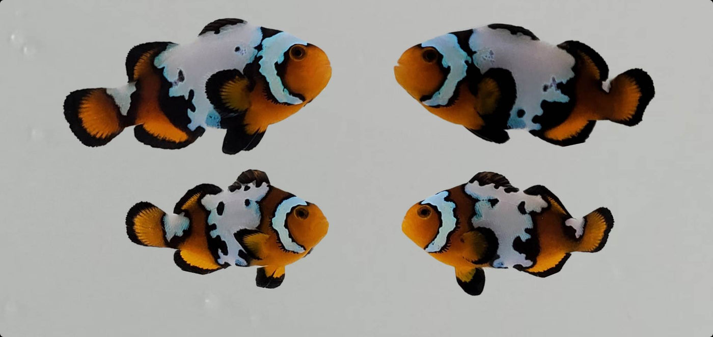 Clownfish Bonded Pair Lightning Mochaccino