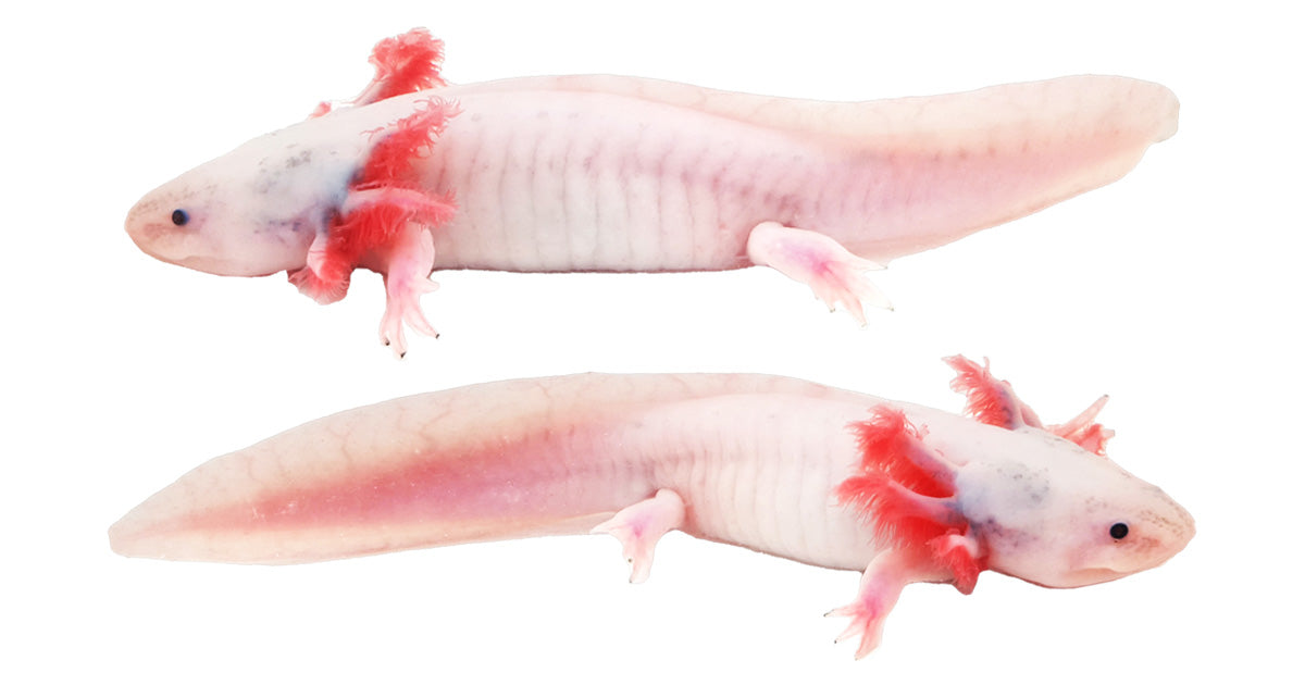 Lucy Axolotl