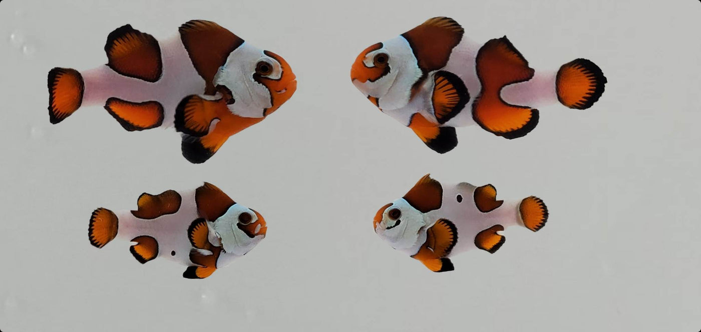 Clownfish Bonded Pair Mocha Storm Stubby