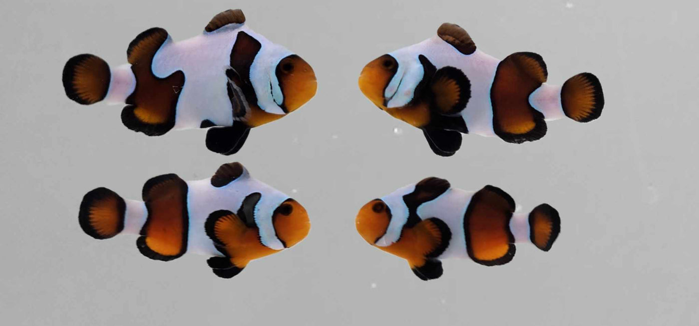 Clownfish Bonded Pair MochaVinci