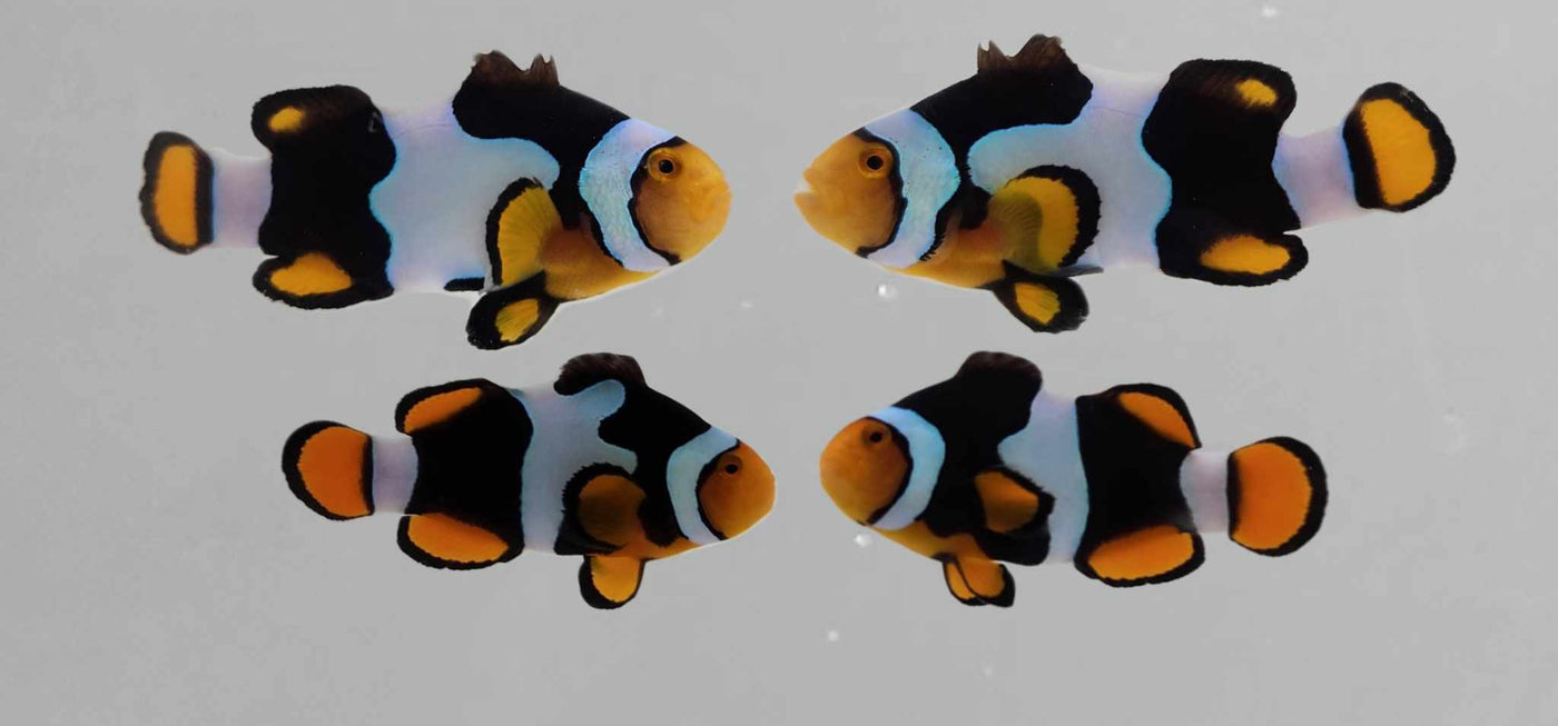 Clownfish Bonded Pair Onyx Picasso