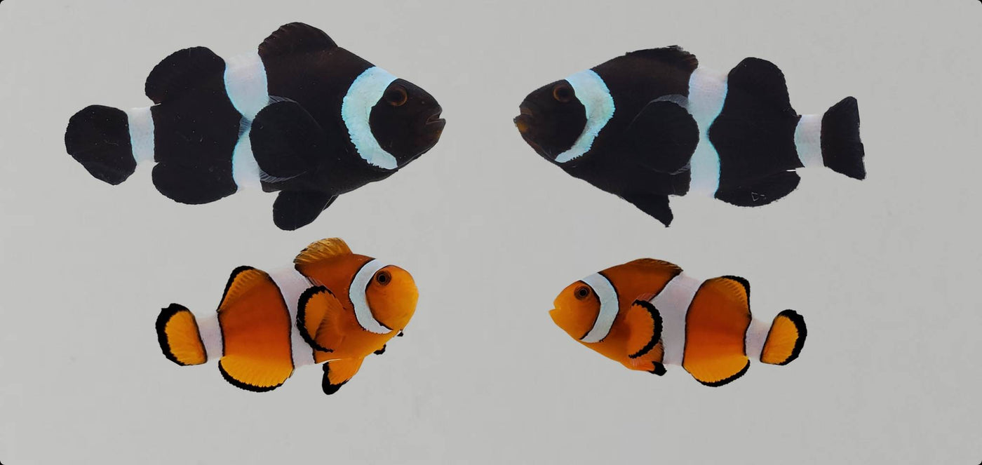 Clownfish Bonded Pair Orange/Darwin