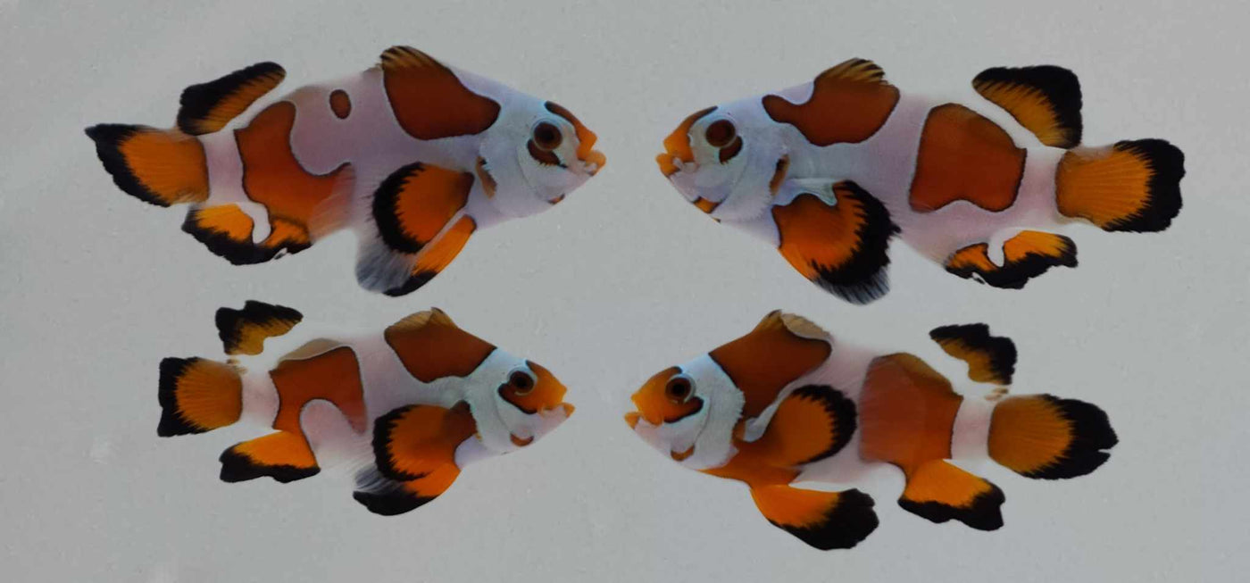 Clownfish Bonded Pair Orange Storm Roundtail Longfin