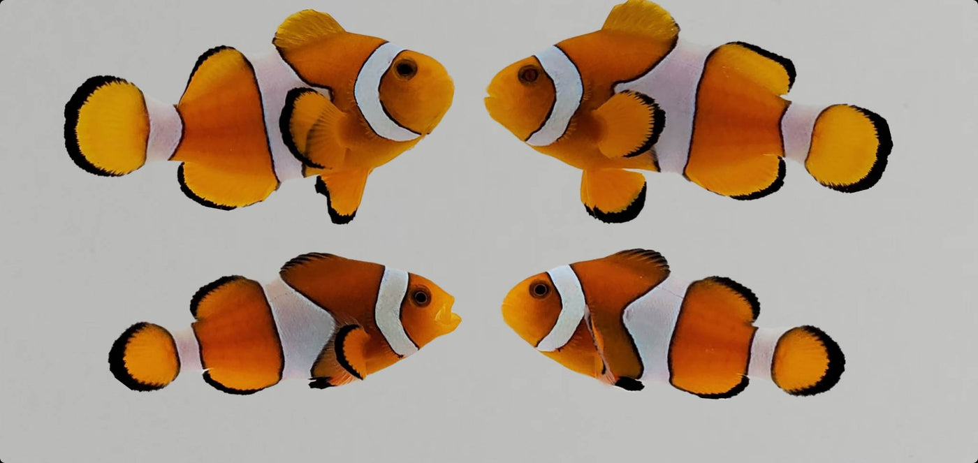 Clownfish Bonded Pair Orange (Wild Caught)